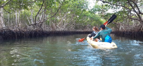 Los Haitises Excursion Kayak Tour in Kayaks los haitises cano hondo 2 scaled 1