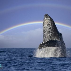 Whales Watching20 1