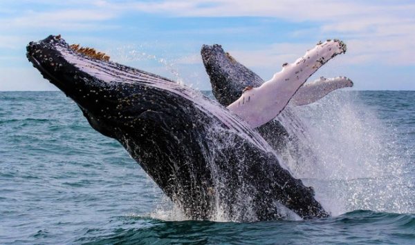 Whales Watching8