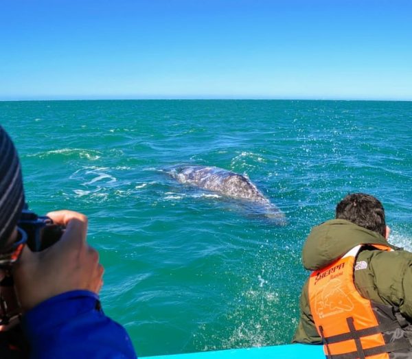 Whales watching17