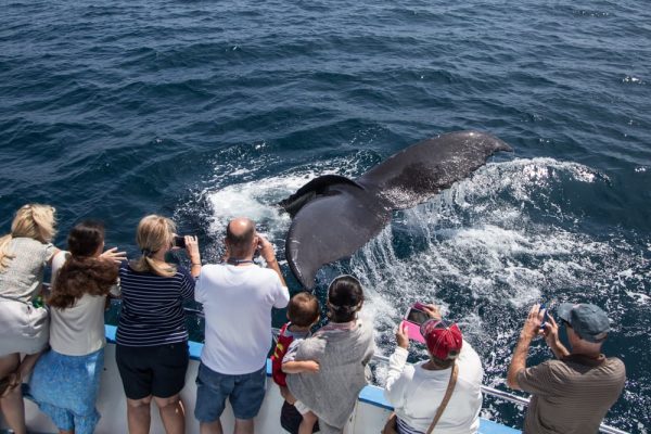 Whales watching50