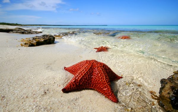 bahia de las aguilas