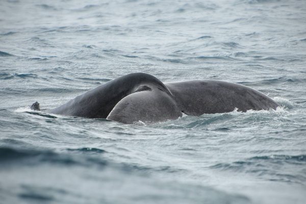 dominican republic wale tail booking adventures 1