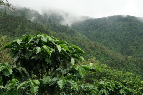 los haitises rain