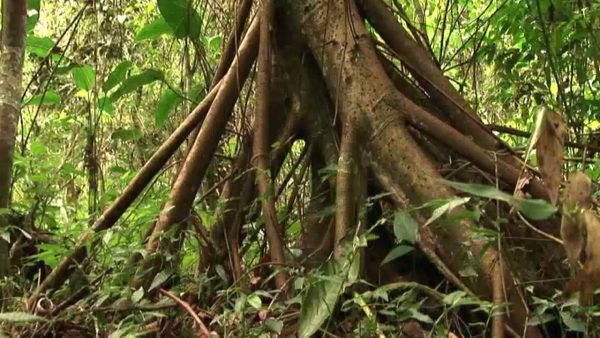 los haitises rain forest