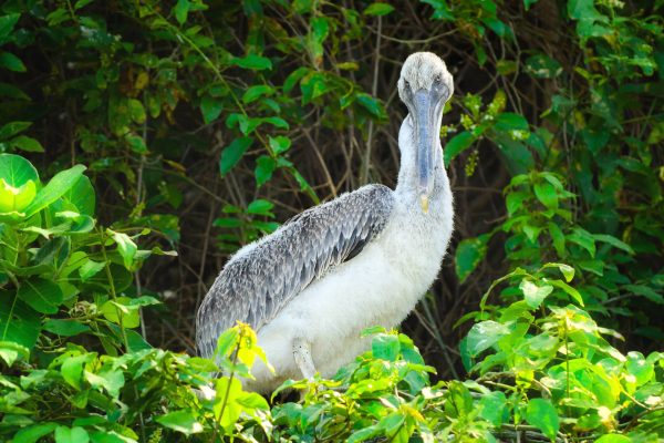 teen pelican in the nest booking adventures