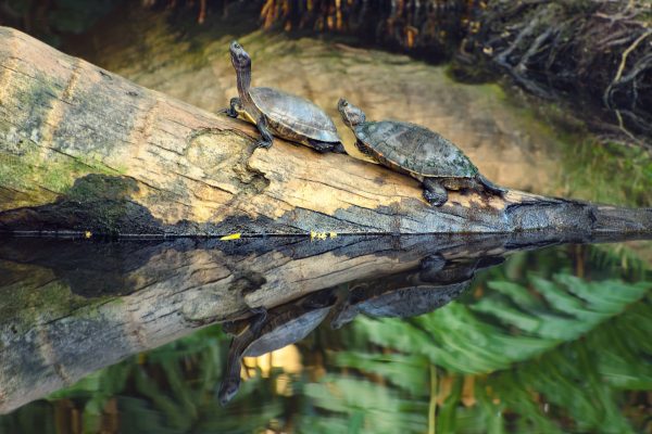 turtles samana dominican republic booking adventures