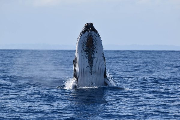 whale in sama