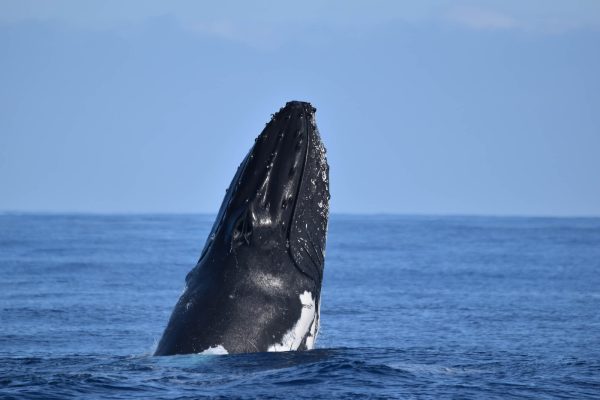 whale in samana bay