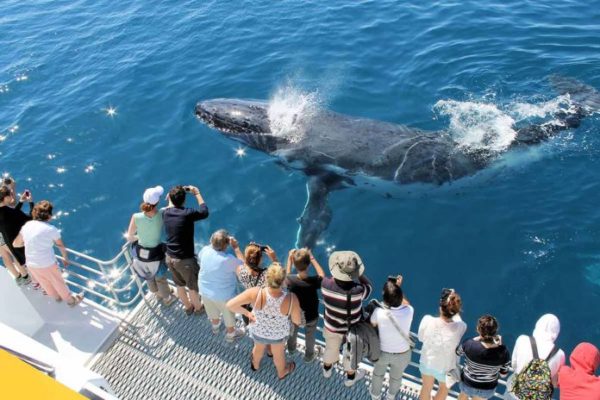 whale watching hervey bay 2 696x464 1