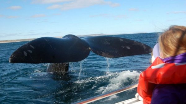 whale watching samana bay