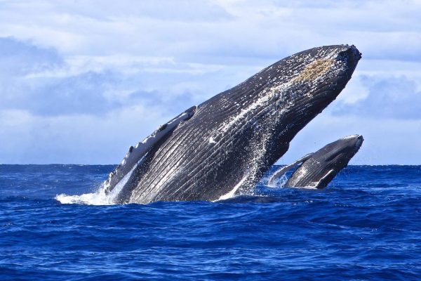 whale watching10